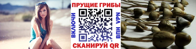 Галлюциногенные грибы Psilocybe  Купить  Лодейное Поле 